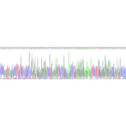 Human Urocortin 3 (UCN3) Protein