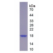 SDS-PAGE analysis of recombinant Human UCN3.