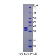 SDS-PAGE analysis of Rat Uromodulin Protein.