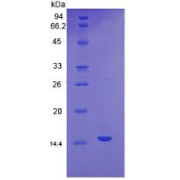 SDS-PAGE analysis of Mouse VEGFC Protein.