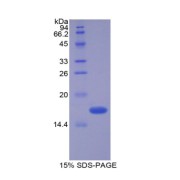 SDS-PAGE analysis of recombinant Mouse VIP Protein.