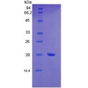 SDS-PAGE analysis of recombinant Mouse vWF Protein.