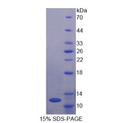 SDS-PAGE analysis of Rat vWF Protein.