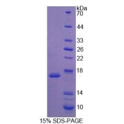 SDS-PAGE analysis of Mouse WISP1 Protein.