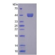 SDS-PAGE analysis of Mouse GMCSF Protein.