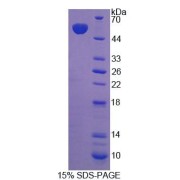 SDS-PAGE analysis of recombinant Rabbit HGF Protein.