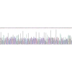 Rat Glial Fibrillary Acidic Protein (GFAP) Protein