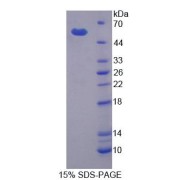 SDS-PAGE analysis of Cow MMP3 Protein.