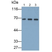 Western blot analysis of (1) Rabbit Serum, (2) Rabbit Liver lysate, and (3) Rabbit Kidney lysate, using Guinea pig Anti-Rabbit ALB Antibody (0.05 µg/ml) and HRP-conjugated Rabbit Anti-Guinea pig antibody (<a href="https://www.abbexa.com/index.php?route=product/search&amp;search=abx400024" target="_blank">abx400024</a>, 0.2 µg/ml).