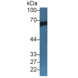 Albumin (ALB) Antibody