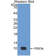 Western blot analysis of the recombinant protein.