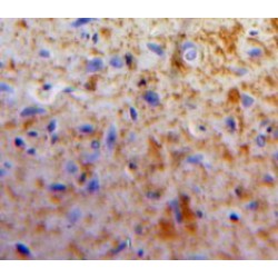 Apelin (APLN) Antibody