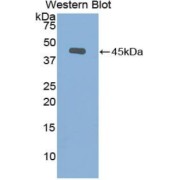 Western blot analysis of the recombinant protein.