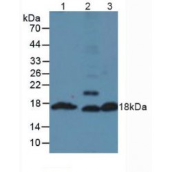 Insulin (INS) Antibody