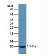 Western blot analysis of recombinant Mouse INS.