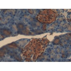 Insulin (INS) Antibody