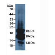 Western blot analysis of Mouse Pancreas Tissue.