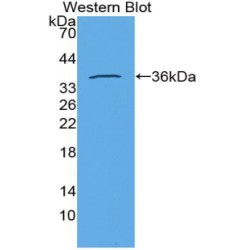 Insulin (INS) Antibody