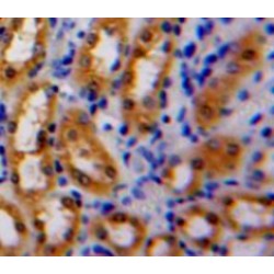 Latexin (LXN) Antibody