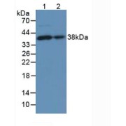 Western blot analysis of (1) Mouse Lung Tissue and (2) Mouse Heart Tissue.