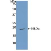 Western blot analysis of recombinant Mouse RLN protein.