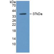 Western blot analysis of recombinant Rabbit ARG.