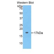 Western blot analysis of the recombinant protein.