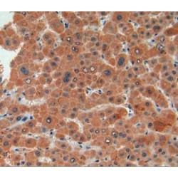 Biglycan (BGN) Antibody