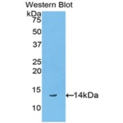 Western blot analysis of the recombinant protein.