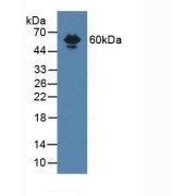 Western blot analysis of Mouse Serum.