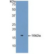 Western blot analysis of recombinant Mouse LZM.