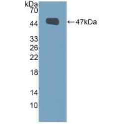 Mucin 1 (MUC1) Antibody