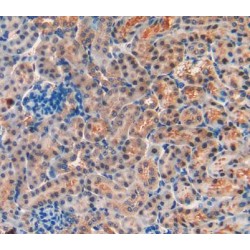 Mucin 1 (MUC1) Antibody