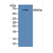 Western blot analysis of Mouse Pancreas Tissue.