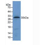 Western blot analysis of Dog Lung Tissue.