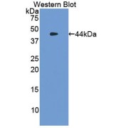 Western blot analysis of the recombinant protein.