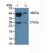 Western blot analysis of (1) Mouse Testis Tissue and (2) Mouse Placenta Tissue.