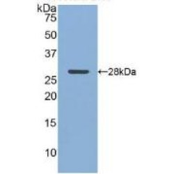 Clusterin (CLU) Antibody