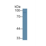 Western blot analysis of Human U87MG cell lysate, using Human VGF Antibody (3 µg/ml) and HRP-conjugated Goat Anti-Mouse antibody (<a href="https://www.abbexa.com/index.php?route=product/search&amp;search=abx400001" target="_blank">abx400001</a>, 0.2 µg/ml).