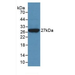 Clusterin (CLU) Antibody