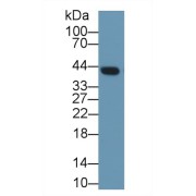 Western blot analysis of Mouse Lung lysate, using Rat CLU Antibody (1 µg/ml) and HRP-conjugated Goat Anti-Rabbit antibody (<a href="https://www.abbexa.com/index.php?route=product/search&amp;search=abx400043" target="_blank">abx400043</a>, 0.2 µg/ml).