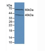 Western blot analysis of Mouse Brain Tissue.