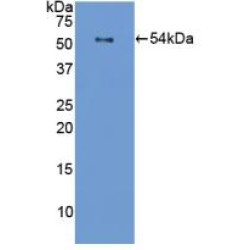 Filaggrin (FLG) Antibody