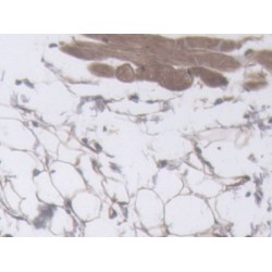 Filaggrin (FLG) Antibody