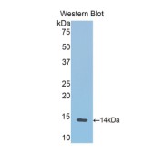 Western blot analysis of recombinant Cow Hemoglobin Protein.