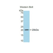 Western blot analysis of the recombinant protein.