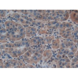 Hepcidin (HAMP) Antibody