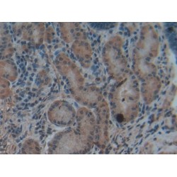 Hepcidin (HAMP) Antibody