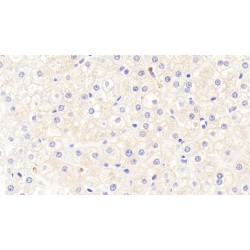 Hepcidin (HAMP) Antibody