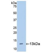 Western blot analysis of recombinant Mouse Pro-Hepcidin (Pro-HAMP) Protein.